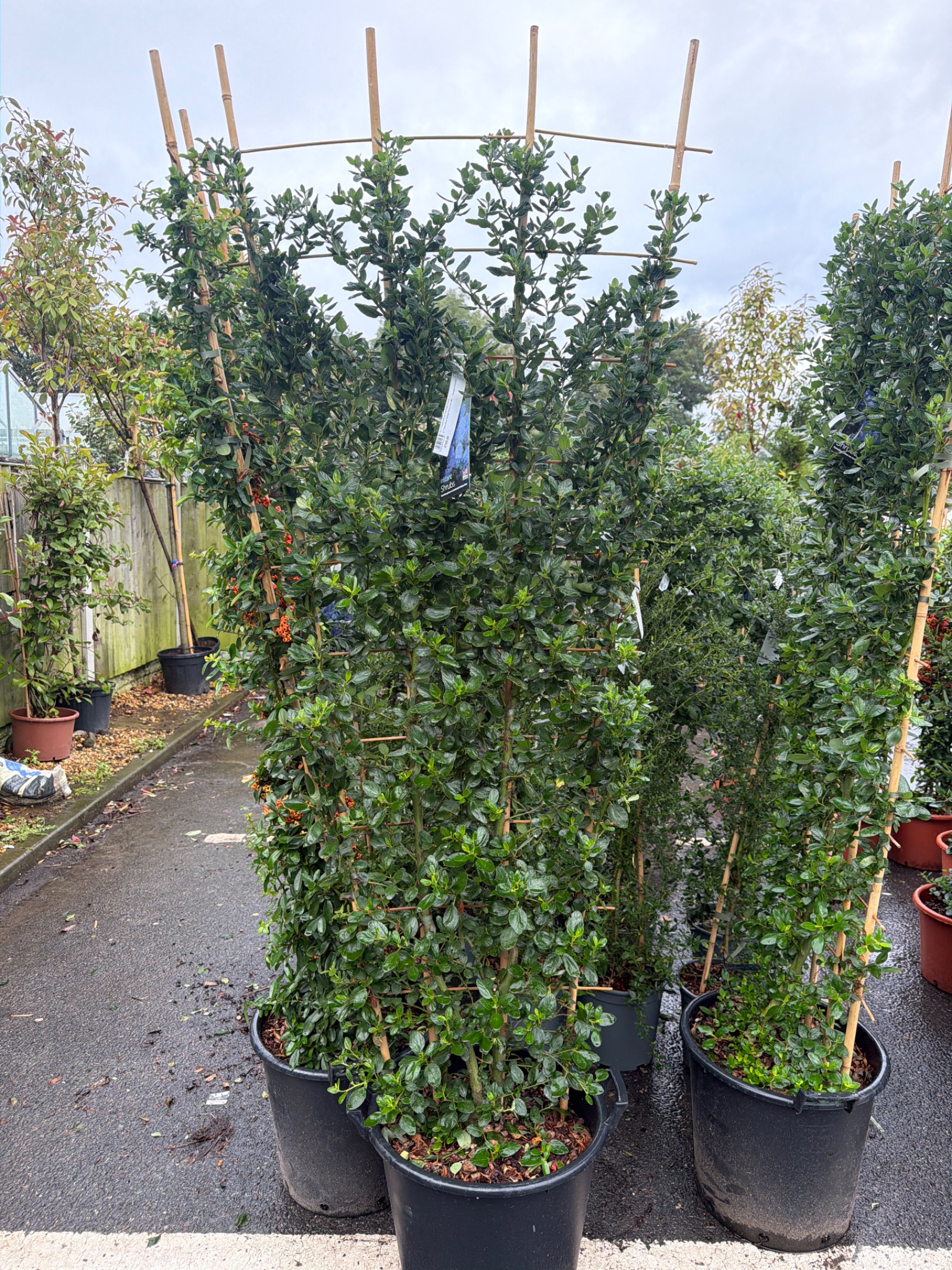 Ceanothus Yankee Point 2.4t