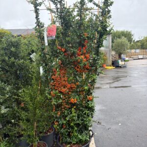Pyracantha Saphyr Red 2.4t