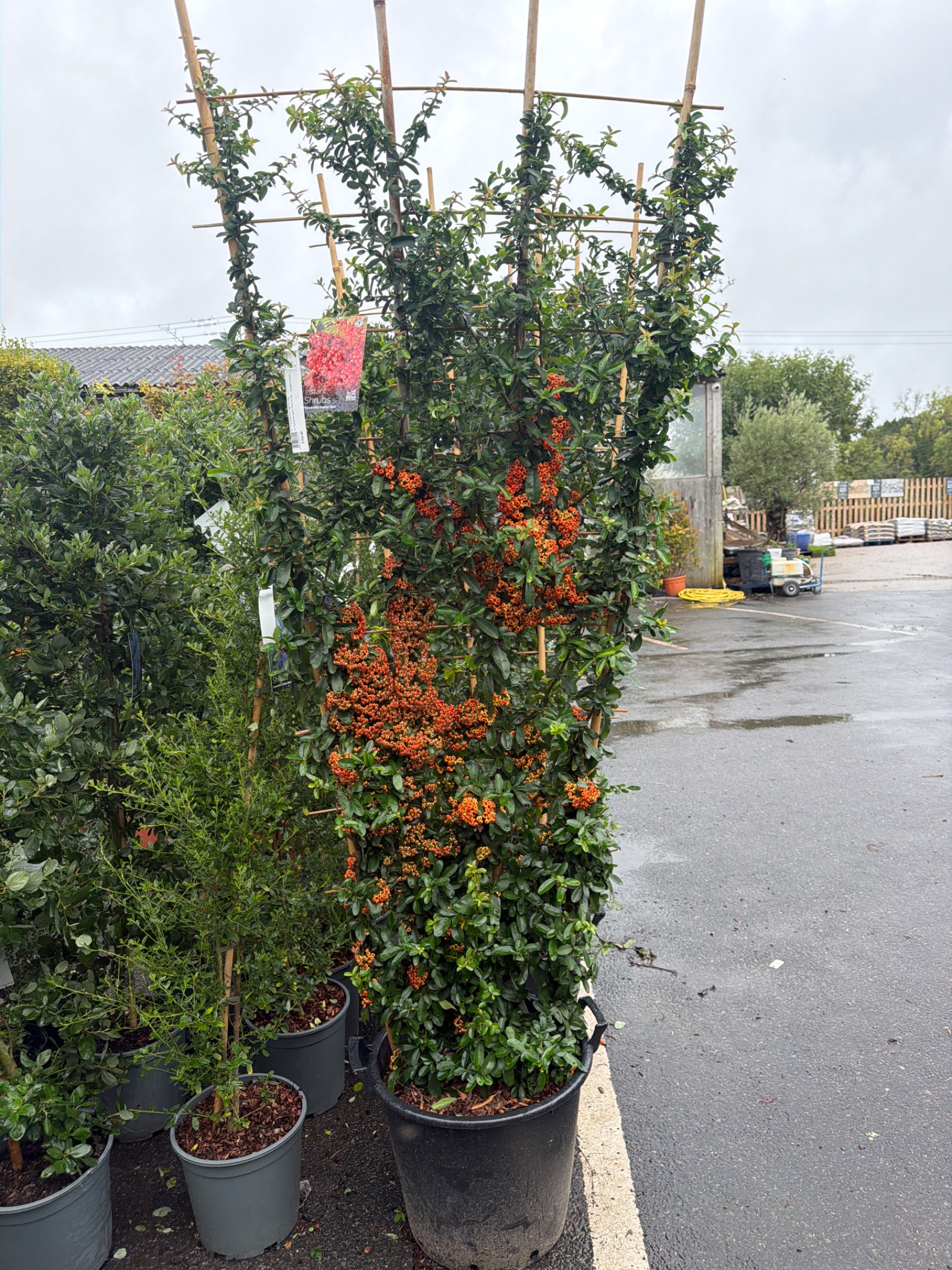 Pyracantha Saphyr Red 2.4t