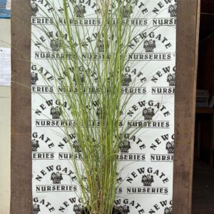 Miscanthus Kleenex Silberspinne