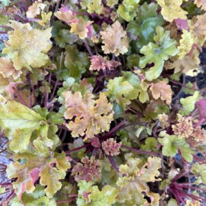 Heuchera Marmalade C2