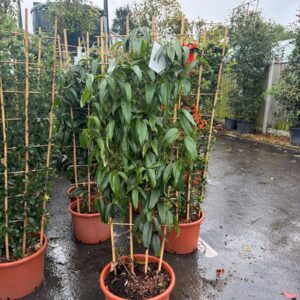 Clematis Armandii 1.5m Trellis