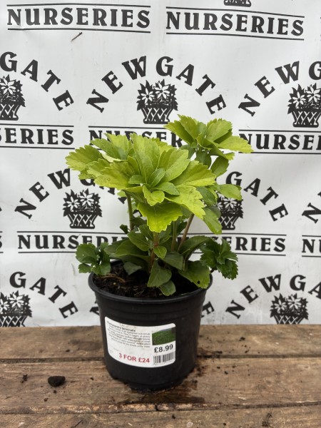Pachysandra terminalis
