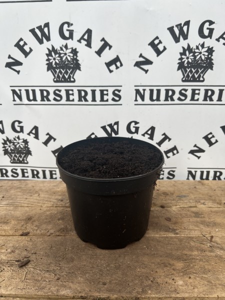 Allium Potted Bulbs 2L Purple Sensation - Image 2