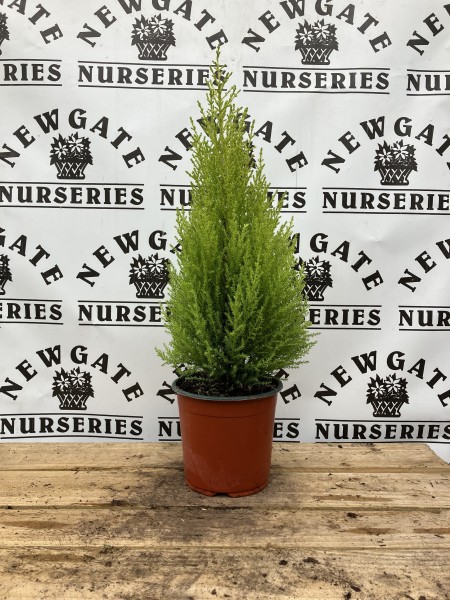 Cupressus Goldcrest pom pom