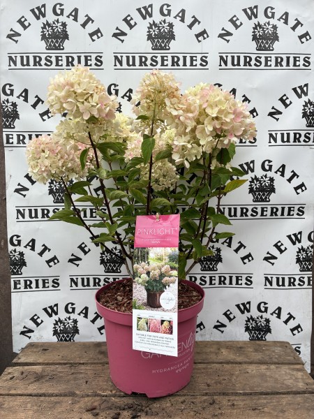 Hydrangea pan garden Lights Mix C3