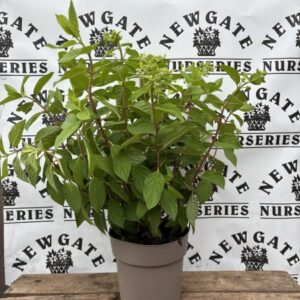 Hydrangea panniculata C5