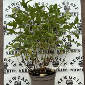 Hydrangea pan Limelight C10