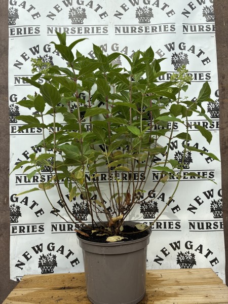 Hydrangea pan Limelight C10