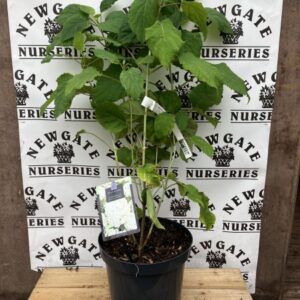 Hydrangea Little Lime C3