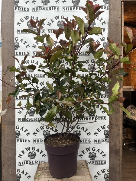 Photinia Magic Volcano C10