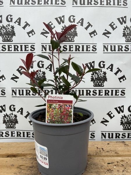 Photinia Carre Rougue c3