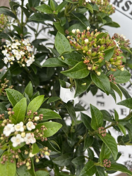 Viburnum Tinus Stem 60cm C5 - Image 2