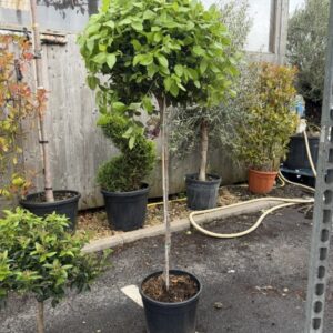 Viburnum Tinus Stem 100cm C25