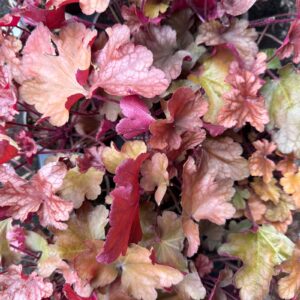 Heuchera Peach Flamb
