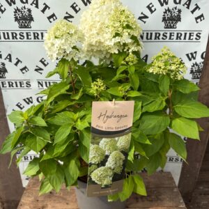 Hydrangea Little Spooky C10