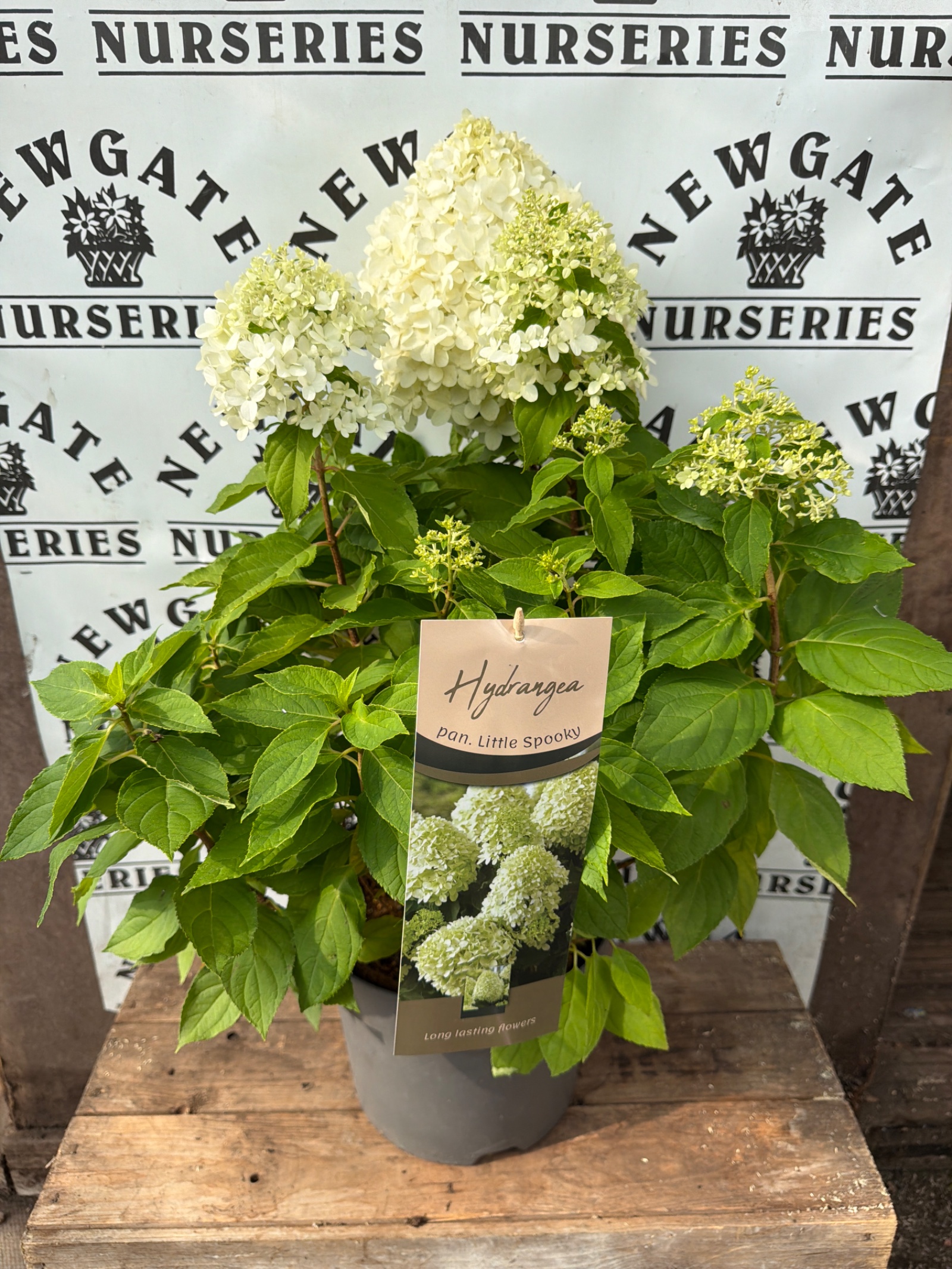 Hydrangea Little Spooky C10