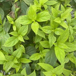 Hydrangea Paniculata Little Lime