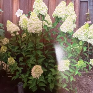 Hydrangea Paniculata Polar Bear