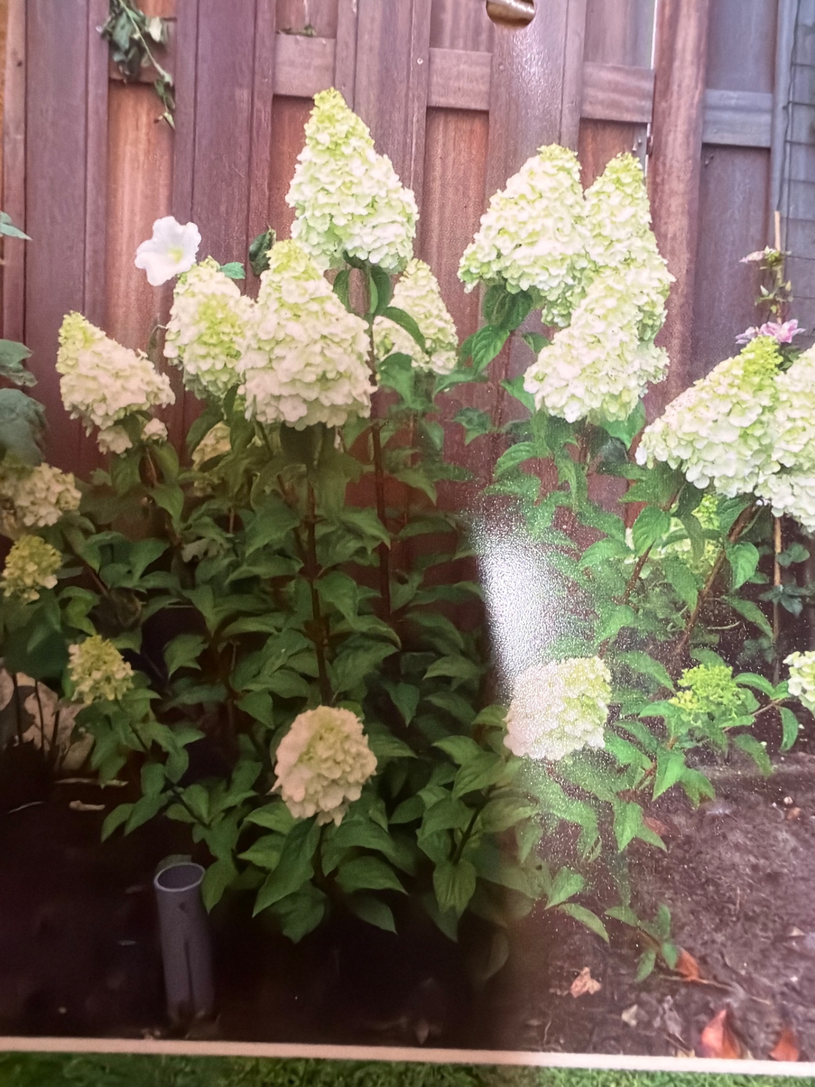 Hydrangea Paniculata Polar Bear