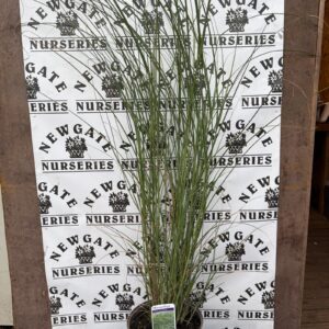 Miscanthus Gracillimus