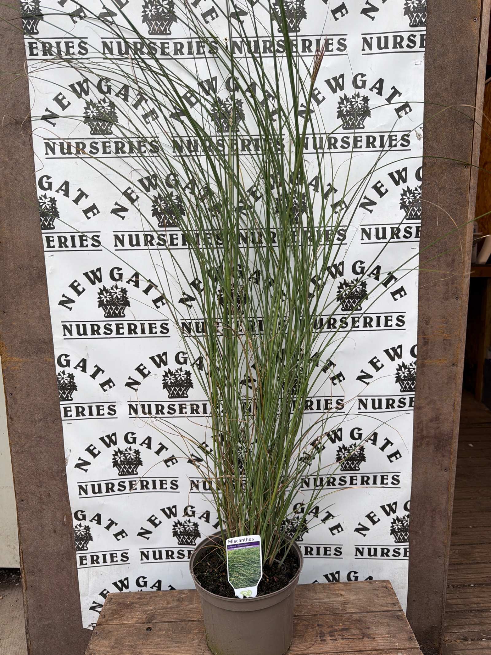 Miscanthus Gracillimus