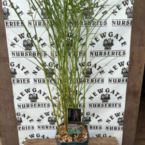 Miscanthus Sinensis Fernerosten