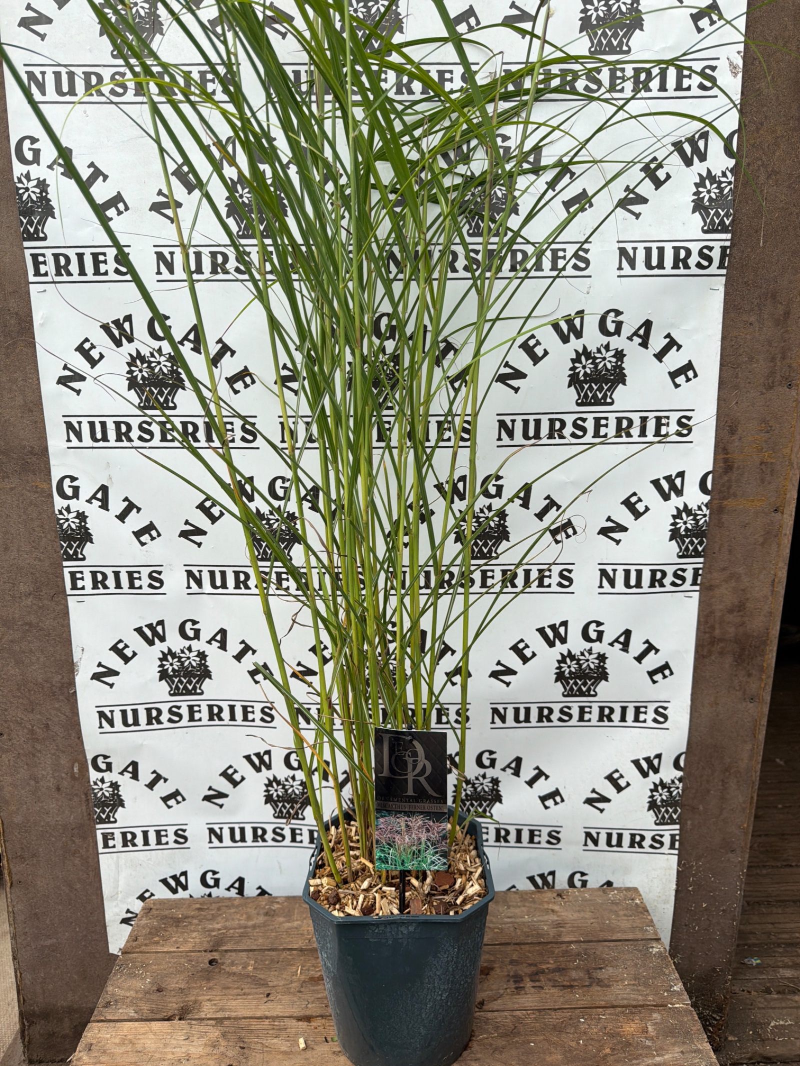 Miscanthus Sinensis Fernerosten