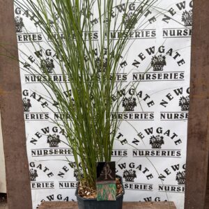 Miscanthus Sinensis Flamingo