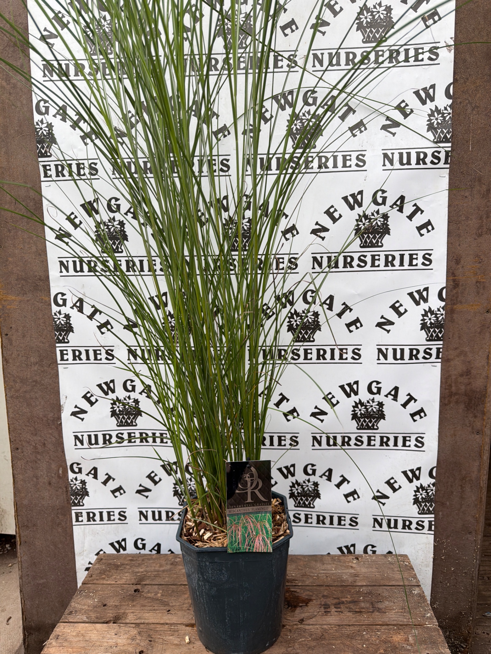 Miscanthus Sinensis Flamingo