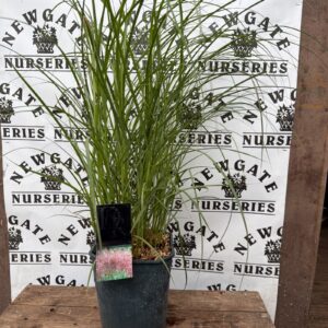 Miscanthus Sinensis Red Chief