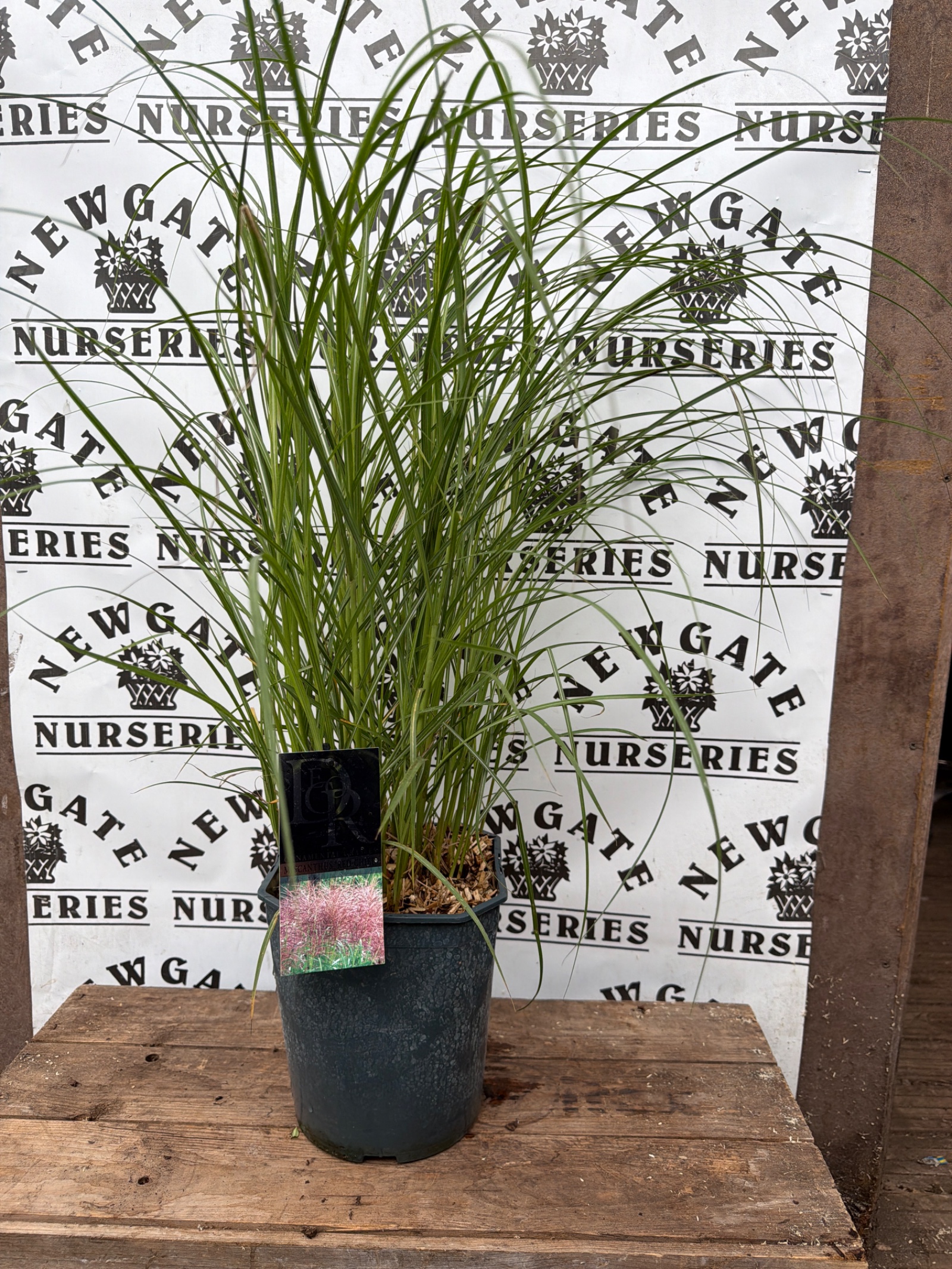 Miscanthus Sinensis Red Chief