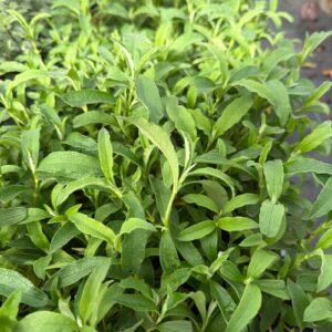 Cistus purpureus c3