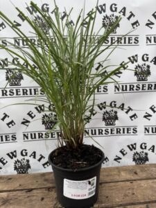 Panicum viratum Heavy Metal C5