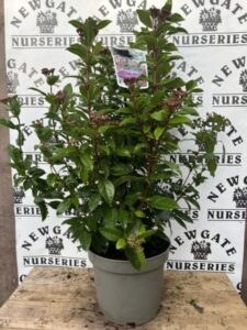 Viburnum Tinus Spirit C15