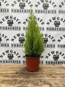 Cupressus Wilma C1 50cm
