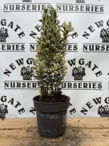 Euonymous White Spire 5 Ltr