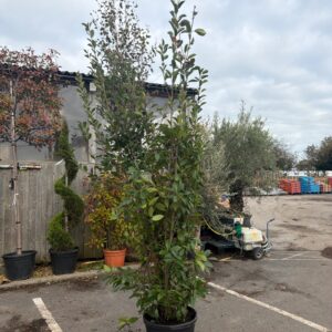 Photinia Red Robin 250/300CM