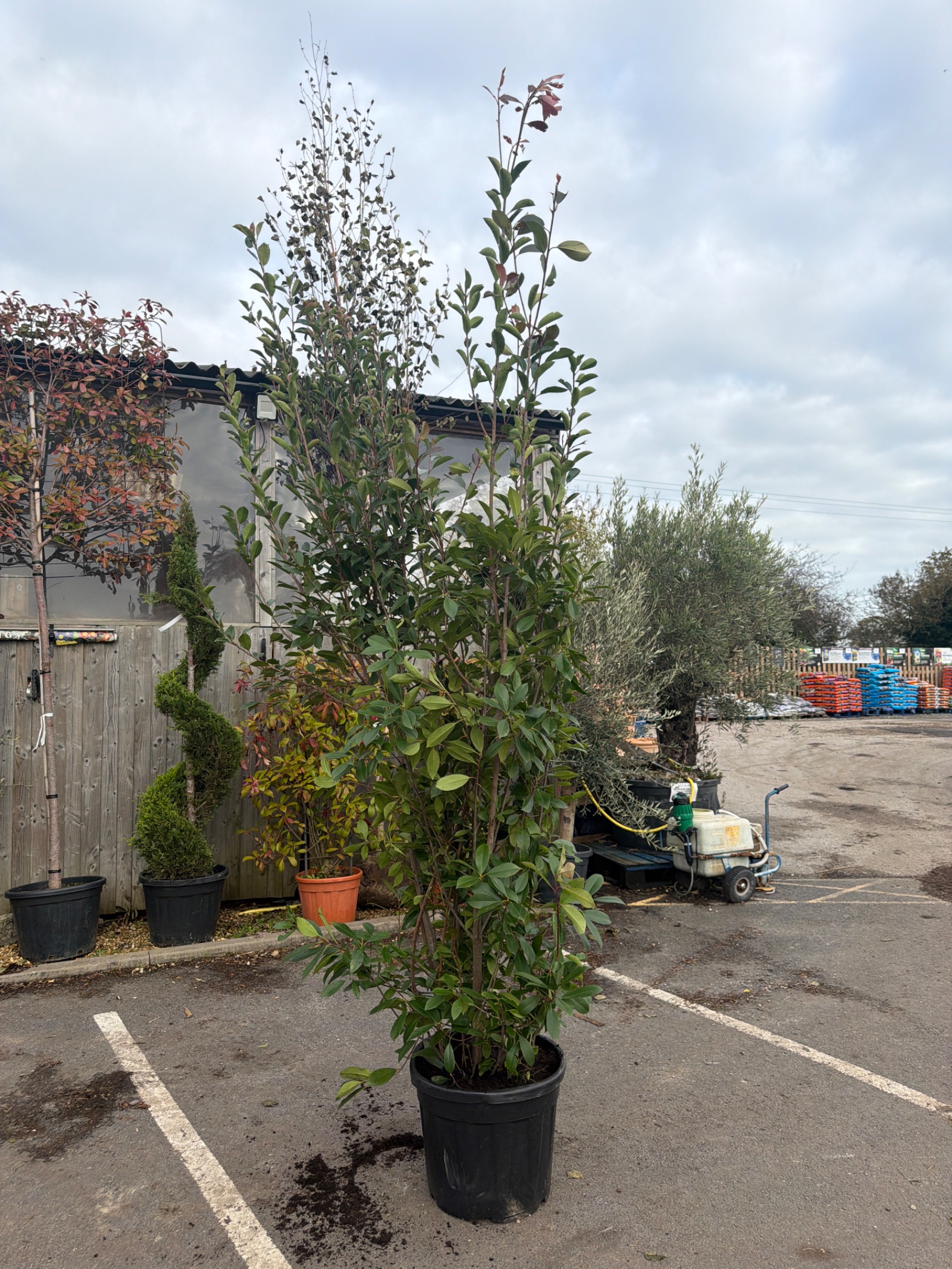 Photinia Red Robin 250/300CM