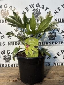 Fatsia japonica C10