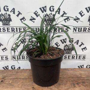 Liriope Big Blue