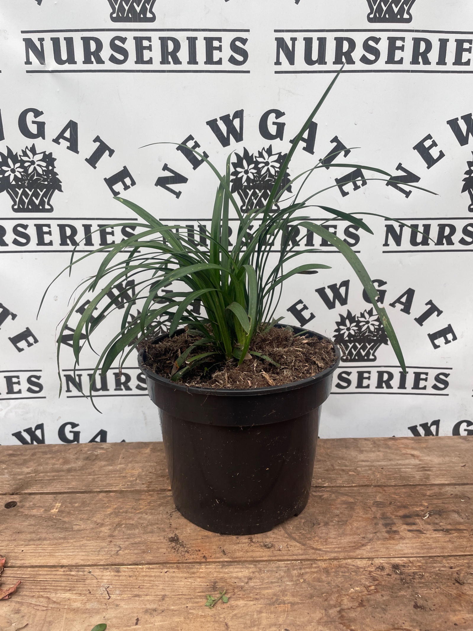 Liriope Big Blue