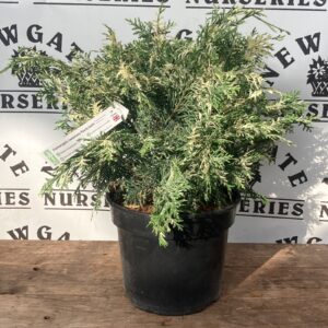 Chamaecyparis Lawsoniana Pearly Swirls