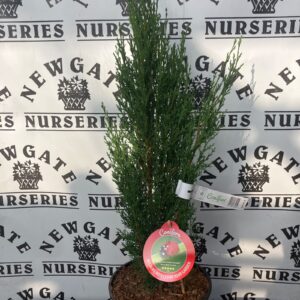 Cupressus Sempervirens Totem