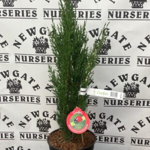 Cupressus Sempervirens Totem