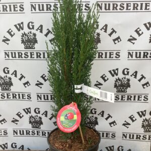 Cupressus Supervises Totemw