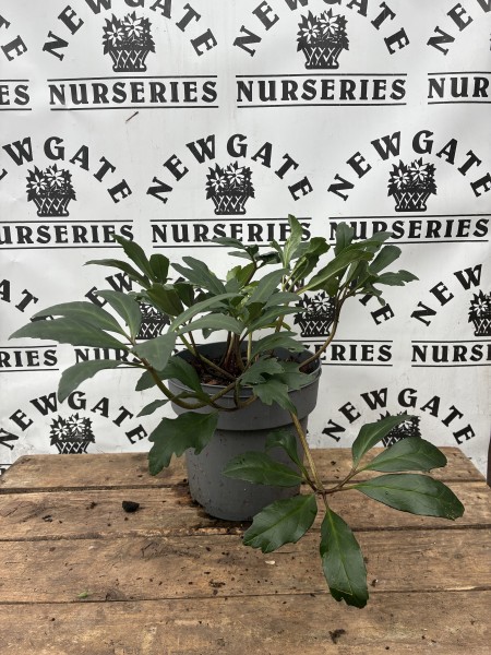 Hellebore Niger Christmas Carol