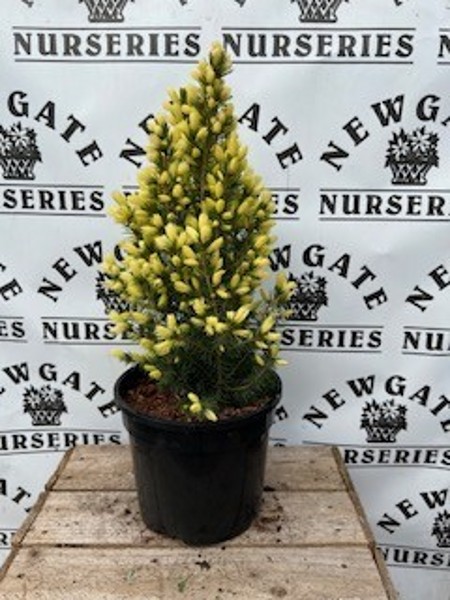 Picea Glauca Dasiys White 3ltr