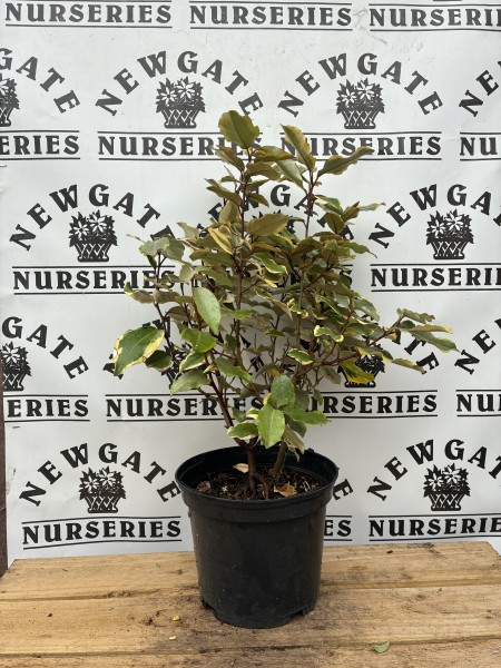 Elaegnus Gilt Edge C3