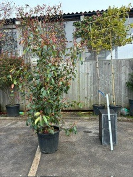 Photinia Fraseri Red Robin 175/200cms